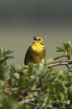 Yellowhammer (Emberiza citrinella) adult male bird singing in a hedgerow in summer, England, United