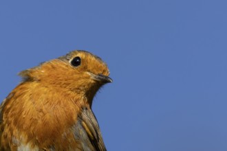 European robin (Erithacus rubecula) adult bird head portrait, England, United Kingdom