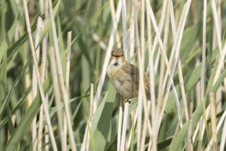 Reed warbler (Acrocephalus scirpaceus) adult male bird singing in a reedbed in summer, England,