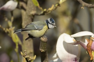 Blue tit (Cyanistes caeruleus) adult bird on a garden Magnolia tree branch in spring, England,