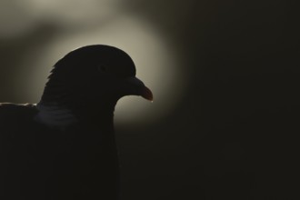 Wood pigeon (Columba palumbus) silhouette of an adult bird at sunrise, England, United Kingdom