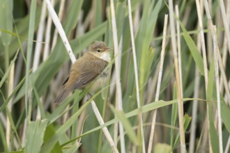 Reed warbler (Acrocephalus scirpaceus) adult bird in a reedbed in summer, England, United Kingdom