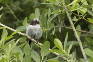 Long tailed tit (Aegithalos caudatus) juvenile baby bird calling in a hedgerow, England, United