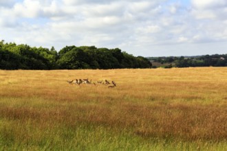 Fallow deer in a flock, field, dry grass, forest, Haderslev, Haderslev, Syddanmark, Denmark