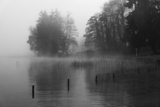 Reeds and fences in foggy Starnberger See, leaves and conifers behind, black and white photo,