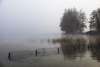 Reeds and fences in foggy Starnberger See, leaves and conifers in the back, Historisches Hotel La