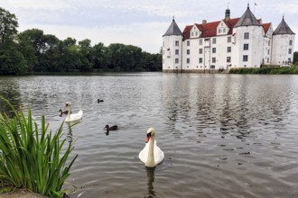 Hocker swan (Cygnus olor) in front of Glücksburg Castle, residential castle, moated castle with