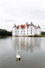 Hocker swan (Cygnus olor) in front of Glücksburg Castle, residential castle, moated castle with