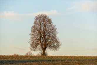 A standing tree in a field against a blue sky, lonely atmosphere, Swabian Jura, Baden-Württemberg,