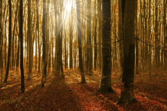 Sunbeams flood an autumnal beech forest with golden leaves and trees, Swabian Jura,