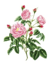 Cultivated plant, precious rose, rose gallica, royal virgin rose, illustration, reproduction from a