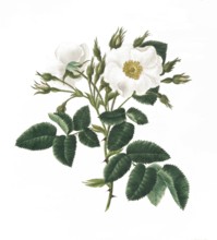 Cultivated plant, precious rose, rose rosa alba, single white rose, illustration, reproduction from