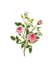 Cultivated plant, precious rose, flower, rosa provincalis or rose de meaux, illustration,