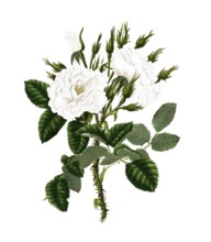 Cultivated plant, precious rose, rose rosa damascena, white monthly rose, illustration,