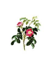 Cultivated plant, precious rose, flower, rosa villosa, single apple bearing rose, illustration,