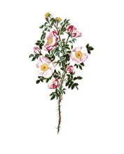 Cultivated plant, sweet rose, rose espinosissima, striped flowered Scotch rose, illustration,