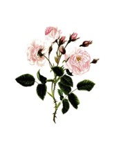 Cultivated plant, precious rose, flower, rosa provincalis, blush province rose, illustration,