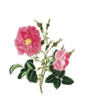 Cultivated plant, precious rose, rose rosa damascena, red damask rose, illustration, reproduction