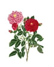 Cultivated plant, precious rose, rose rose centifolia, Stepney rose, illustration, reproduction