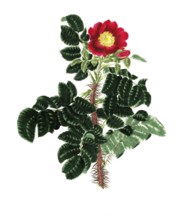 Cultivated plant, precious rose, rose Rosa ferox, hedge-hog rose, illustration, reproduction from a