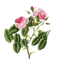 Cultivated plant, precious rose, rose rosa provencalis, childings provenca rose, illustration,