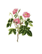 Cultivated plant, precious rose, flower, rosa villosa, double apple bearing rose, illustration,