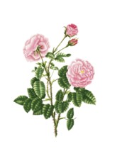 Cultivated plant, precious rose, rose rosa centifolia, petit hundred leaved rose, illustration,