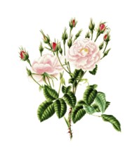 Cultivated plant, precious rose, rose rosa damascena, blush monthly rose, illustration,