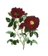 Cultivated plant, precious rose, rose rosa centifolia, Pluto rose, illustration, reproduction from