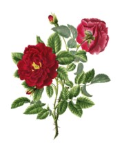 Cultivated plant, precious rose, rose rosa centifolia, double velvat rose, illustration,