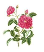 Cultivated plant, precious rose, rose rose centifolia, bishop rose, illustration, reproduction from