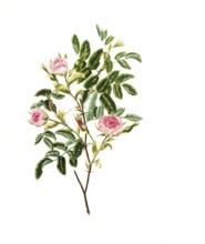 Cultivated plant, precious rose, rose Rosa cinnamomea, double cinnamom rose, illustration,