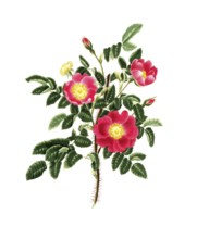 Cultivated plant, precious rose, rose Carolina, upright Carolina rose, illustration, reproduction