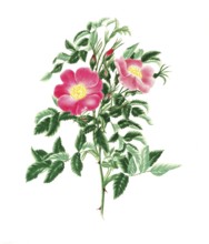 Cultivated plant, precious rose, rose Rosa Carolina, single burnet leaved rose, illustration,