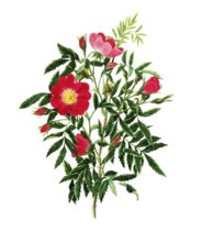 Cultivated plant, precious rose, rose, pink blanda, Labrodaor rose, Hudson Bay rose, illustration,