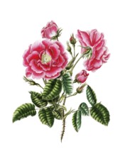 Cultivated plant, precious rose, rose rosa provincialis, Scarlet Provence rose, illustration,