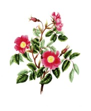 Cultivated plant, precious rose, flower, pink pendulina, rose without thorns, illustration,