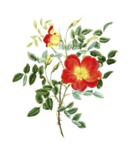 Cultivated plant, precious rose, pink lutea bicolor, Austrian rose, illustration, reproduction from
