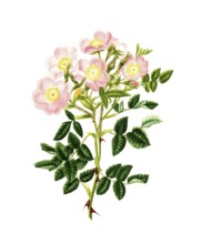 Cultivated plant, precious rose, rose rose inlignosa, common sweet Buer rose, illustration,