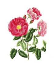 Cultivated plant, precious rose, rose gallica, red officinal rose, illustration, reproduction from