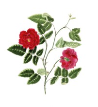 Cultivated plant, precious rose, rose semperflorens, dark china rose, illustration, reproduction