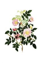 Cultivated plant, precious rose, rose, rosa alpina, alpine rose, illustration, reproduction from a