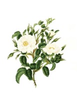 Cultivated plant, precious rose, rose rosa alba, double white rose, illustration, reproduction from