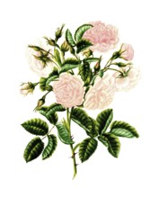 Cultivated plant, precious rose, flower, illustration, reproduction from a 19th century model.