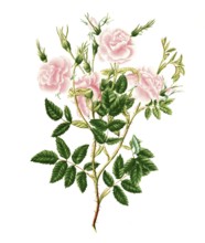 Cultivated plant, precious rose, rose Rosa Carolina, double burnet leaved rose, illustration,