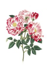 Cultivated plant, precious rose, rose gallica versicolor, rosa mundi, illustration, reproduction
