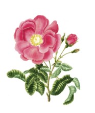 Cultivated plant, precious rose, rose gallica, grand rose, illustration, reproduction from a 19th