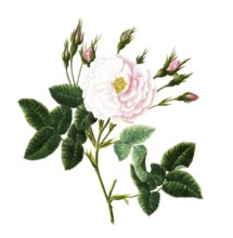 Cultivated plant, precious rose, rose rosa alba, Great Maidens blush rose, illustration,