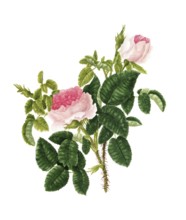 Cultivated plant, precious rose, rose rosa centifolia, blush royal rose, illustration, reproduction