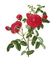 Cultivated plant, precious rose, rose rosa centifolia, sultan rose, illustration, reproduction from